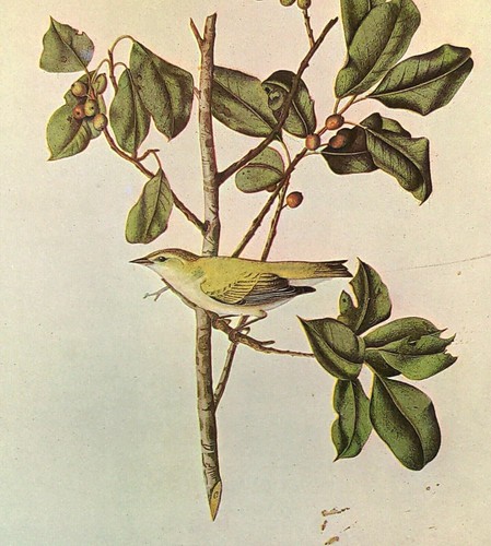Tennessee warbler birds john - tennessee,